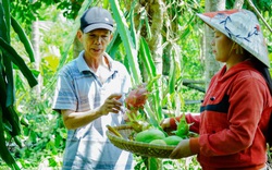 Phó Chủ tịch UBND tỉnh Quảng Nam: Sẽ thành lập tổ khuyến nông cộng đồng để hỗ trợ tối đa cho nông dân