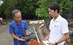 Nuôi thứ cá bắt con nào lên trông cũng to bự, nông dân Kiên Giang giàu hẳn lên