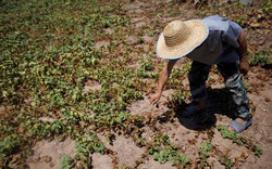 Nắng nóng lịch sử, người nông dân Trung Quốc khổ sở vì mất mùa