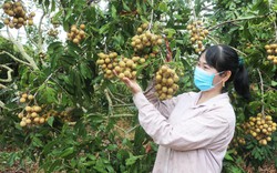 Một nông dân Gia Lai thu hơn 1 tỷ/năm từ mô hình "trồng lung tung", nuôi heo nái, nhãn ra trái nhìn "phát hờn"