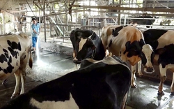 TP.HCM thiếu chính sách cụ thể để phát triển HTX bò sữa