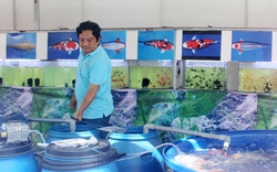 Đẩy mạnh phát triển nghề nuôi cá cảnh TP.HCM theo chuỗi liên kết 