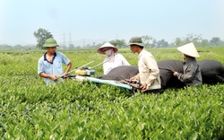 Phú Thọ: Liên kết chuỗi để nông nghiệp phát triển bền vững, nông dân làm giàu
