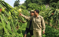 HTX An Phú: Liên kết sản xuất, bao tiêu nông sản ở Sơn La