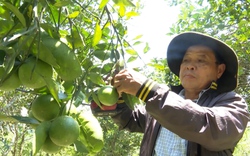 Quảng Nam: Lão nông sở hữu 400 gốc cam, thu về gần 100 triệu đồng/vụ