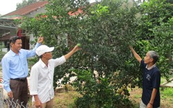 Quảng Nam: “Đòn bẩy” từ các mô hình kinh tế mới giúp Sơn Viên chuyển mình mạnh mẽ