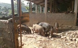 HTX này ở Thái Nguyên nuôi lợn rừng chỉ cho ăn toàn rau, củ, quả, cứ nói bán con nào là khối người mua