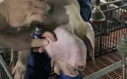 Tiêm vaccine của Công ty Navetco, lợn bị chết: Mời các nhà khoa học phân tích, tìm nguyên nhân