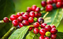 Blomberg: Tình trạng khan hiếm nguồn cung của Việt Nam có thể đẩy giá cà phê toàn cầu tăng vọt