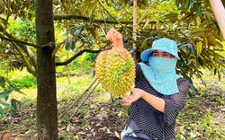 Trung Quốc tham vọng trồng nhiều sầu riêng, Việt Nam có đáng lo khi diện tích sầu riêng cũng tăng 300%?