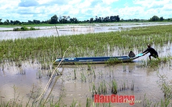 Đánh bắt cá đồng mùa nước nổi miền Tây bắt đầu vào mùa