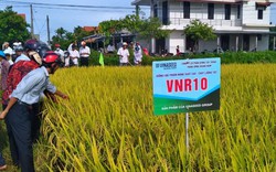 Giống lúa chín có màu vàng rực, khiến bao con tim nông dân Thừa Thiên – Huế thổn thức