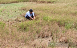 Giảm diện tích đất lúa ở ĐBSCL, lập tức giá lúa sẽ tăng, nông dân có lãi cao hơn (Bài 7)