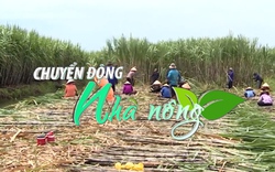 Chuyển động Nhà nông 28/8: Giá đường trong nước có thể đạt 20.000 đồng/kg