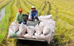 Gạo Thái, gạo Ấn Độ đều tăng, gạo Việt "giậm chân tại chỗ"