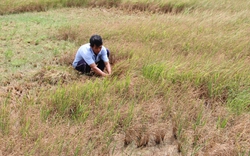 Giữ hay giảm diện tích đất trồng lúa ở ĐBSCL (Bài 7): Thu hẹp sản lượng còn 3-4 triệu tấn, giá lúa sẽ tăng