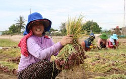 Ninh Thuận: Hành tím được mùa được giá, nông dân vui mừng 