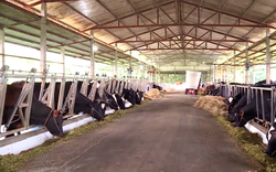 TP.HCM "làm mới" nghề nuôi bò sữa ở xã nông thôn mới, thu mua hàng trăm tấn mỗi ngày 