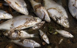 Bí ẩn hàng nghìn con cá chết trên sông ở biên giới Đức-Ba Lan