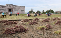 Hành tím Ninh Thuận trúng mùa, được giá, nông dân mừng như “bắt được vàng”