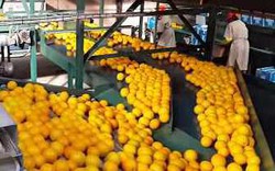 Quy trình xử lý cam vàng công nghệ cao trong nhà máy