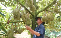 Mỹ, Trung Quốc, Nhật Bản mua nhiều nhất, giá 7 loại nông sản của Việt Nam tăng vùn vụt, đã thu 36,3 tỷ USD