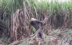 Áp thuế gần 48% với đường có xuất xứ từ Thái Lan, ngành đường kỳ vọng sẽ “ngọt” vào cuối năm