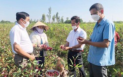 Trồng thử nghiệm cây atiso đỏ, ruộng đẹp như phim, ai ngờ nông dân TT-Huế lại kiếm bộn tiền