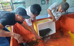 Mô hình nuôi lươn không bùn trong bể lót bạt ở Phú Yên