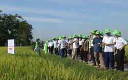 Đem hai giống lúa mới của ThaiBinh Seed đi nấu cơm, người dân ồ lên vì sự khác biệt?