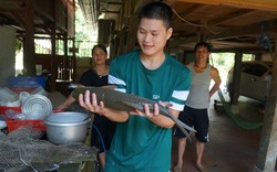 Hà Giang: Thả nuôi loài cá bỗng quý hiếm nằm trong sách Đỏ, nông dân nơi này khấm khá