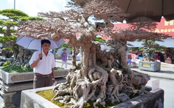 Siêu phẩm cây cảnh sanh "Ngai vàng đất Việt": Cùng lúc nhiều đại gia trả giá cao, chủ cây chưa có ý định bán