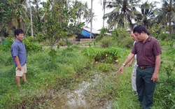 Đào rãnh trong vườn nuôi chơi chơi loài ốc đặc sản này, ông nông dân Bến Tre bất ngờ có thêm khoản tiền