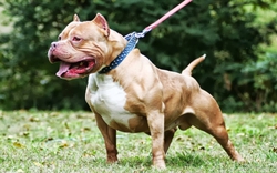 Tiêu huỷ con chó pitbull  nặng 40kg cắn chết chủ ở Thanh Hoá