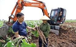 Hải Dương: Trồng cây lạ lá to như cái quạt, củ dài cả mét, muốn đào lên phải dùng máy xúc