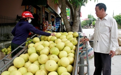 Trái đặc sản vàng ươm, căng tròn xuống phố, người trồng thành triệu phú