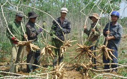 Việt Nam bán gần hết một loại nông sản sang Trung Quốc nhưng cũng mua lượng lớn từ Campuchia