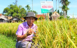 Nông dân Quảng Ngãi trầm trồ khen ngợi bộ giống lúa Vinaseed 