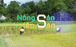 NÔNG SẢN LÊN SÀN: Thứ "hạt ngọc trời" giúp nông dân Sơn La thoát nghèo 