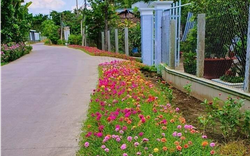 Cùng nhau trồng tuyến đường hoa nông thôn mới ở Vĩnh Long, thích mê tơi