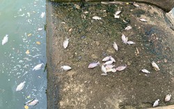 Video: Cá chết trắng hồ bất thường dưới chân mỏ đá Quảng Trạch, Quảng Bình