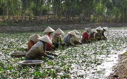 Đồng Tháp: ‘Củ ấu Long Hưng’ được UBND huyện Lấp Vò công bố nhãn hiệu chứng nhận