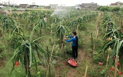 Phê duyệt Chương trình khoa học và công nghệ phục vụ xây dựng nông thôn mới