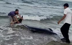 Bình Thuận: Nhóm du khách giải cứu thành công một chú cá heo bị mắc cạn ở bãi biển Mũi Né