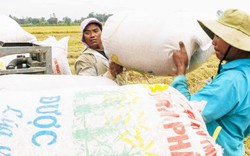 Giữ hay giảm diện tích lúa ĐBSCL (Bài 4): Doanh nghiệp hiến kế giúp thu nhập người trồng lúa tăng gấp ba