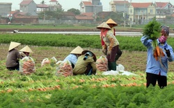 Bắc Ninh ra Nghị quyết hỗ trợ phát triển nông nghiệp, mức cao nhất lên tới 2,5 tỷ đồng