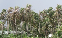 Nông dân Bến Tre lại phải căng mình đi diệt trừ thứ sâu đầu đen phá hàng loạt vườn dừa