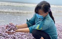 Thanh Hóa: Xuất hiện cả chục tấn vỏ ngao trôi dạt vào bờ biển Nghi Sơn