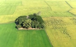 Giữa cánh đồng vùng trũng Đồng Tháp Mười ở Long An nổi lên gò đất cây cối um tùm, bên trong có gì bí ẩn?