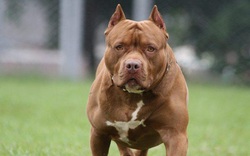 Sau nhiều vụ chó pitbull cắn chết người: Chó dữ nhưng chưa có quy định cụ thể